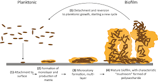 Biofilms and their role in pathogenesis | British Society for Immunology